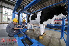 河南洛陽：一家企業(yè)研發(fā)出自動擠奶機器人